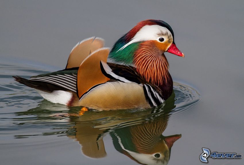 Ente auf dem See, Spiegelung