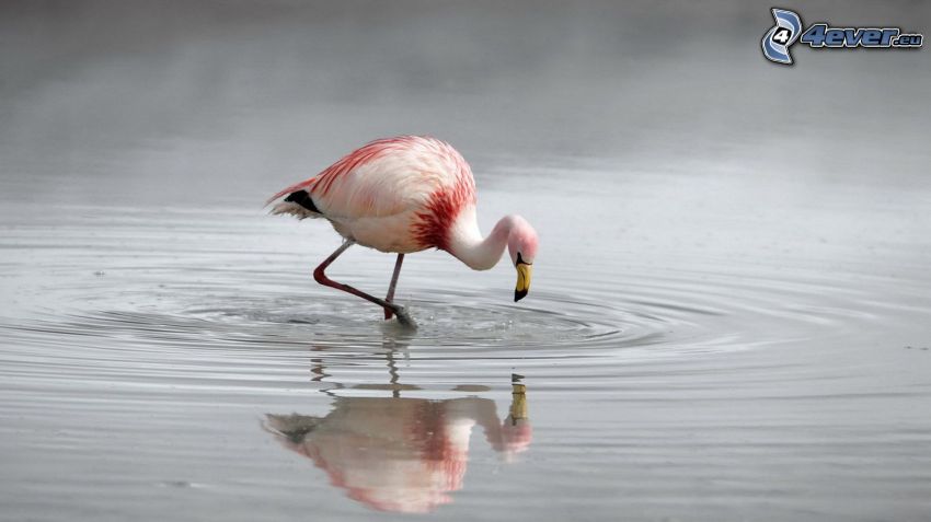 Flamingo, Wasser