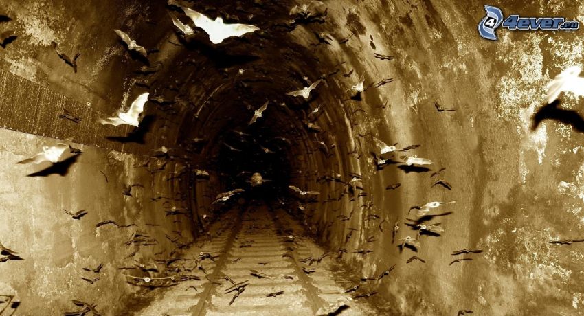 Fledermäuse, Tunnel, Schienen