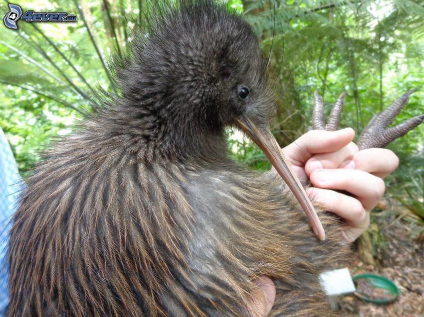 Kiwi-Vogel, Hand