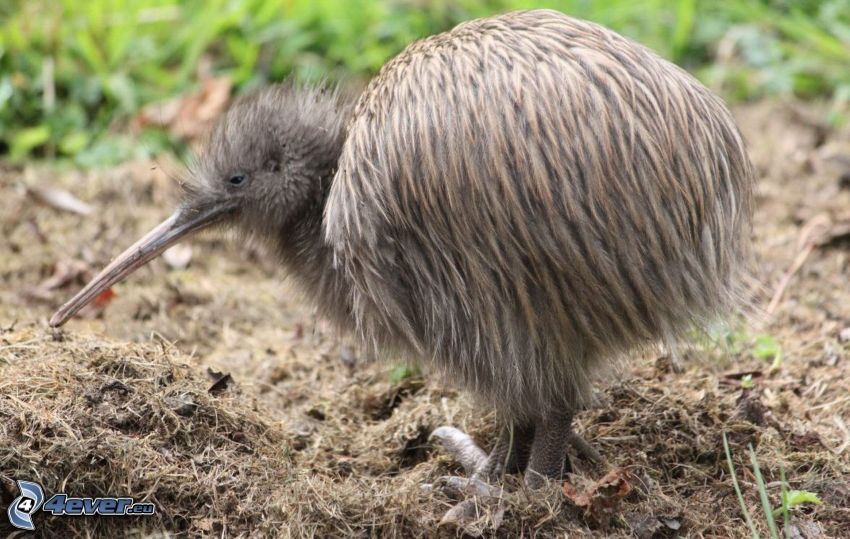 Kiwi-Vogel