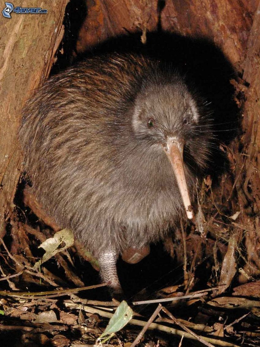 Kiwi-Vogel