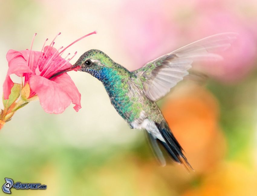 Kolibri, rosa Blume