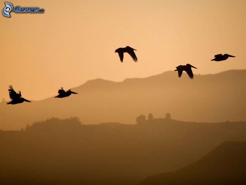 Krähen, Silhouetten