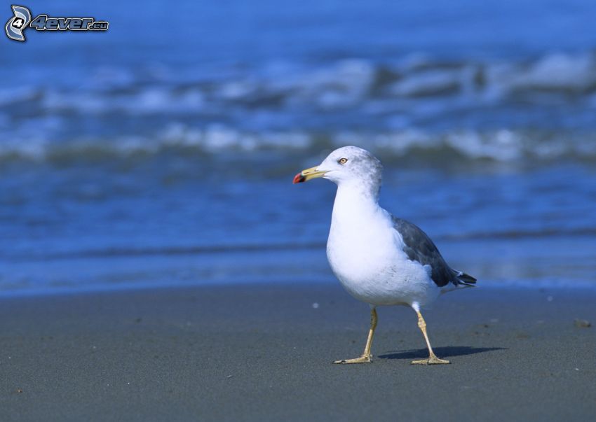 Möwe, Sandstrand