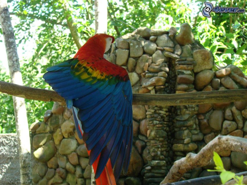 Papagei Ara, Flügel, Steinmauer