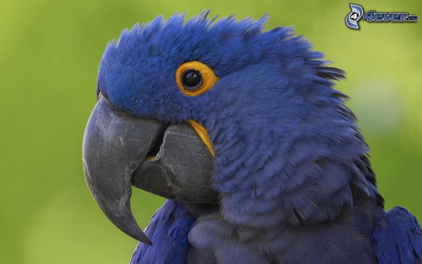 Papagei Ara