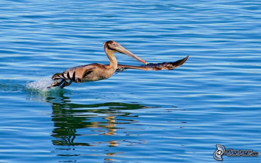 Pelikan, Wasseroberfläche