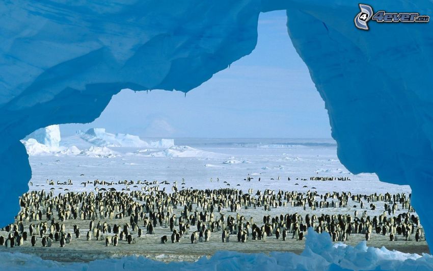 Pinguine, Schnee, Antarktis