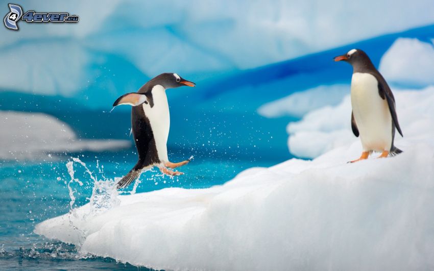 Pinguine, Schnee, splash