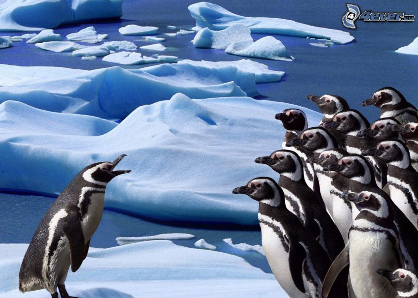 Pinguine, Schnee, Wasser, Antarktis