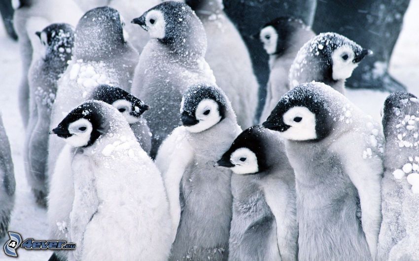 Pinguine, Schnee