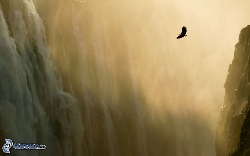 Raubvogel, Flug, Wasserfälle