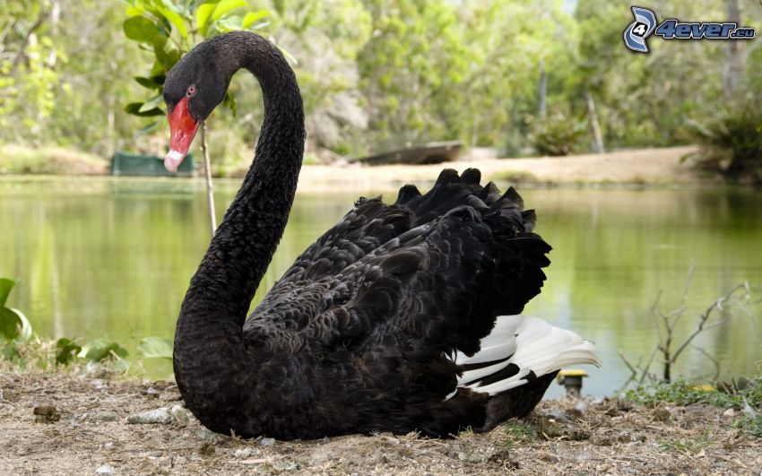 schwarzer Swan