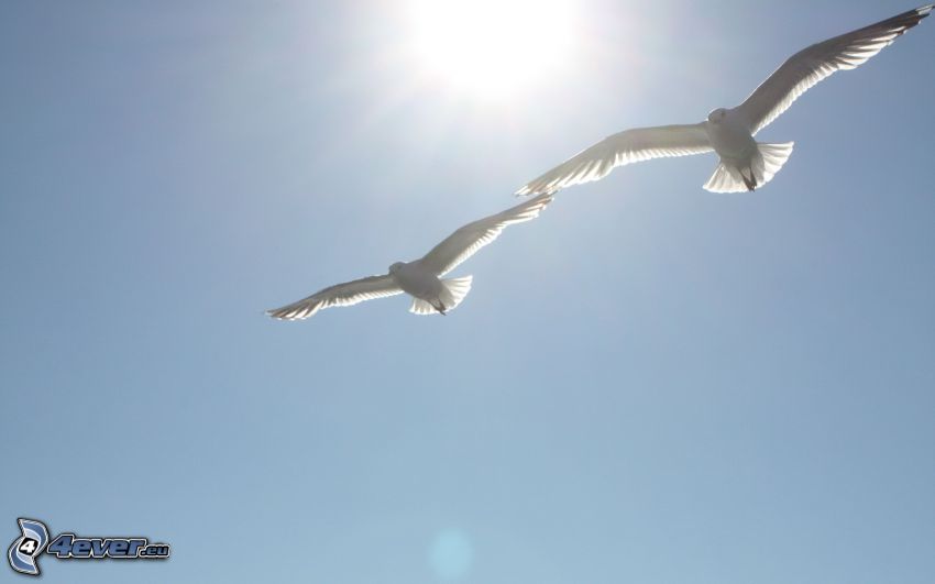 Tauben, Sonne, weiße Vögel