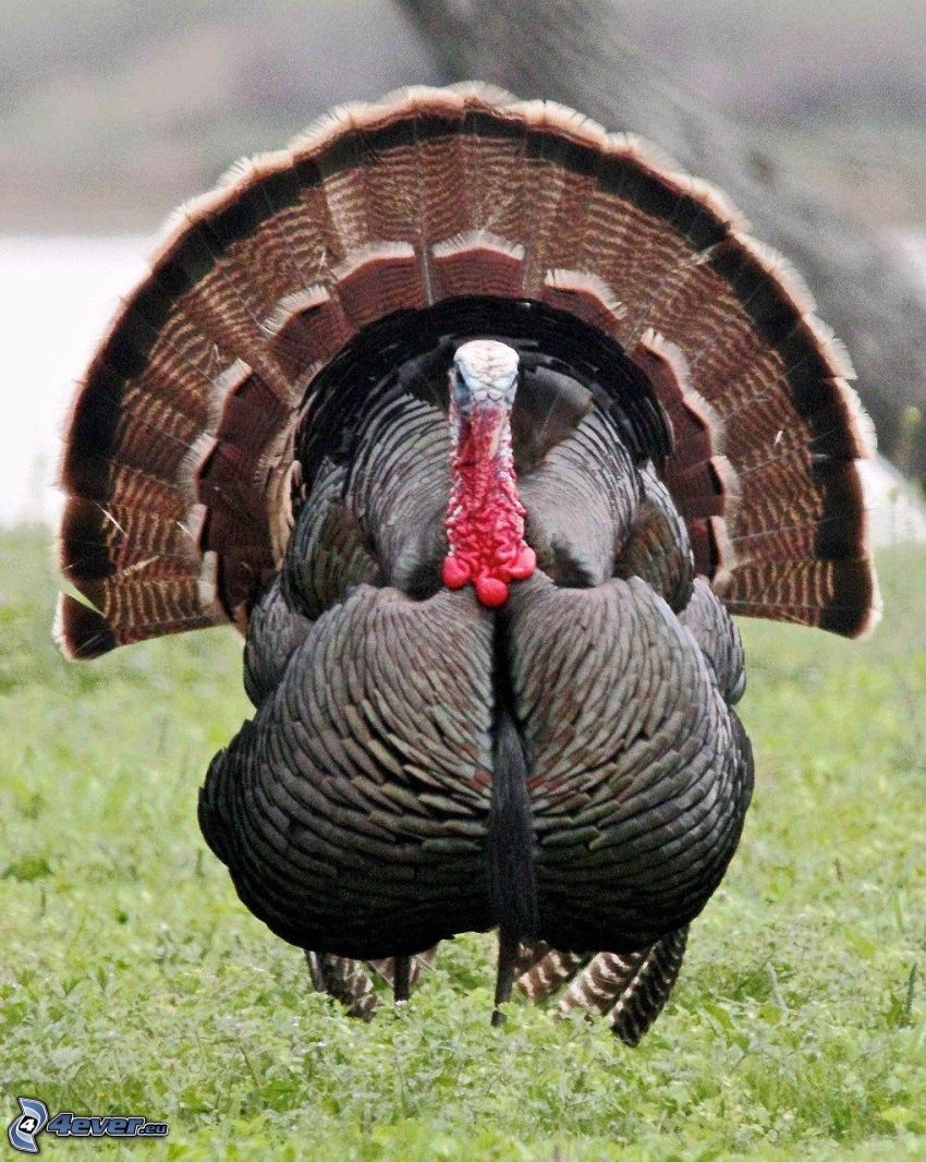 What Genus Are Turkeys Classified As