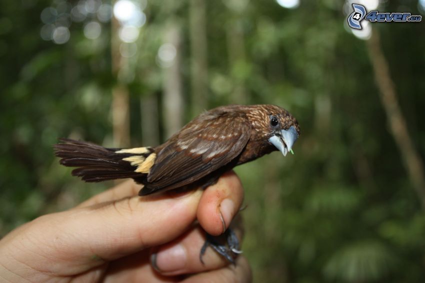 Vögel, Hand