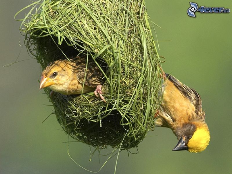 Vögel, Nest