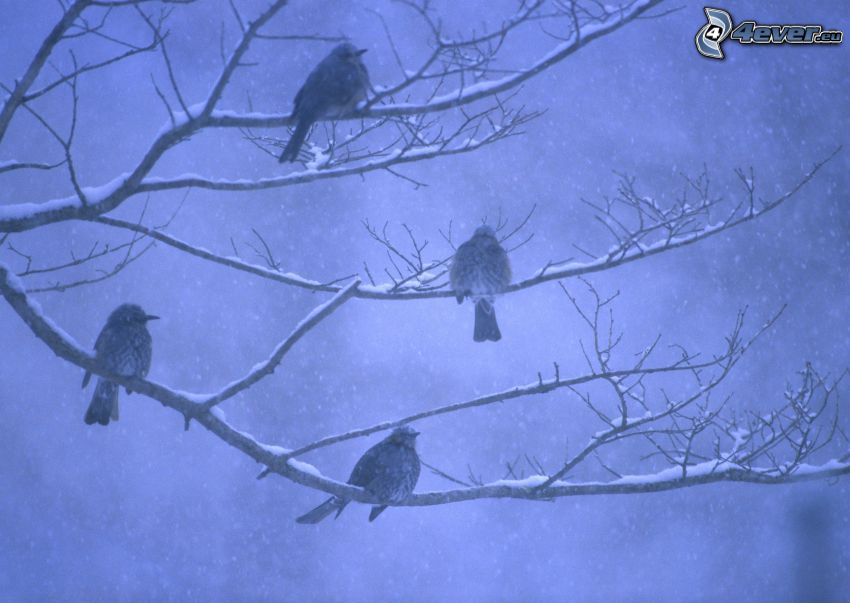 Vögel auf einem Ast, schneefall