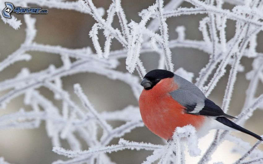 Vogel auf einem Zweig, gefrorenen Äste
