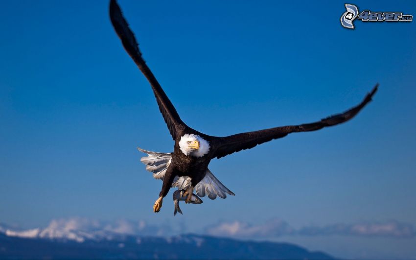 Weißkopfseeadler, Flügel, Flug