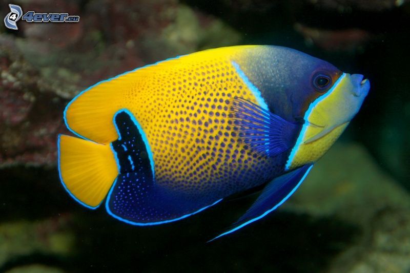 blau-gelber Fisch
