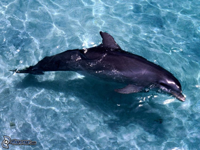 Delfin, Wasser