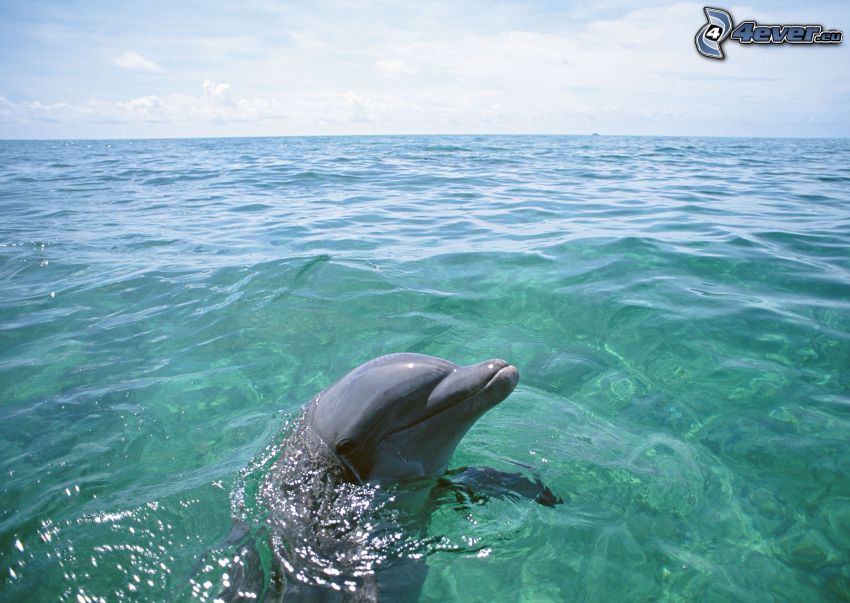 Delfin, Wasser