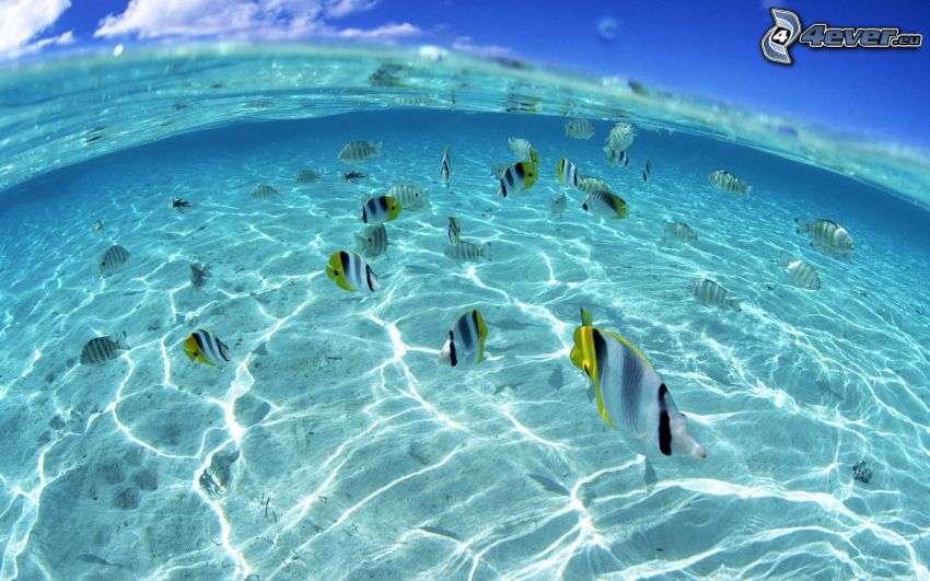 Fische in einem flachen Meer, azurblaues Meer