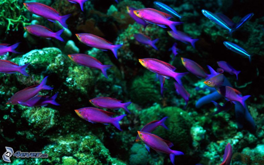 Fischschwarm, Korallen