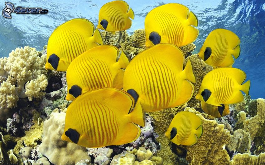 gelbe Fische, Korallen, Wasser