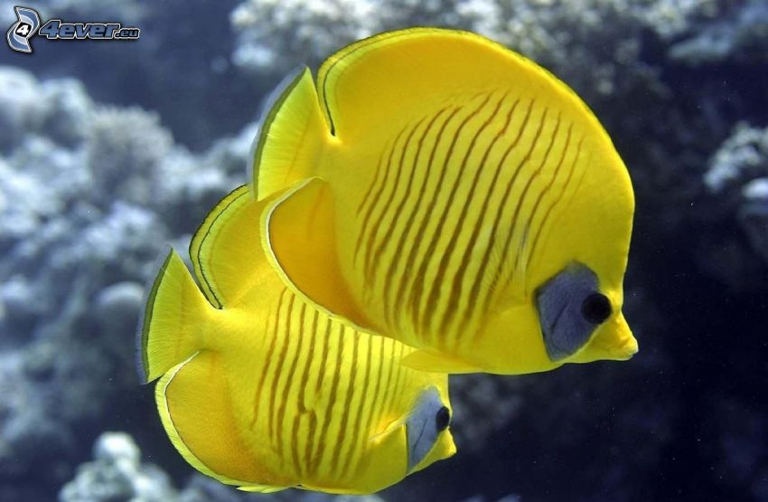 gelbe Fische