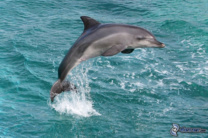 Hopping Dolphin
