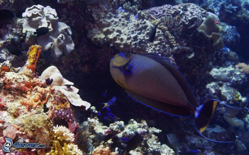 Korallenfisch, Korallen