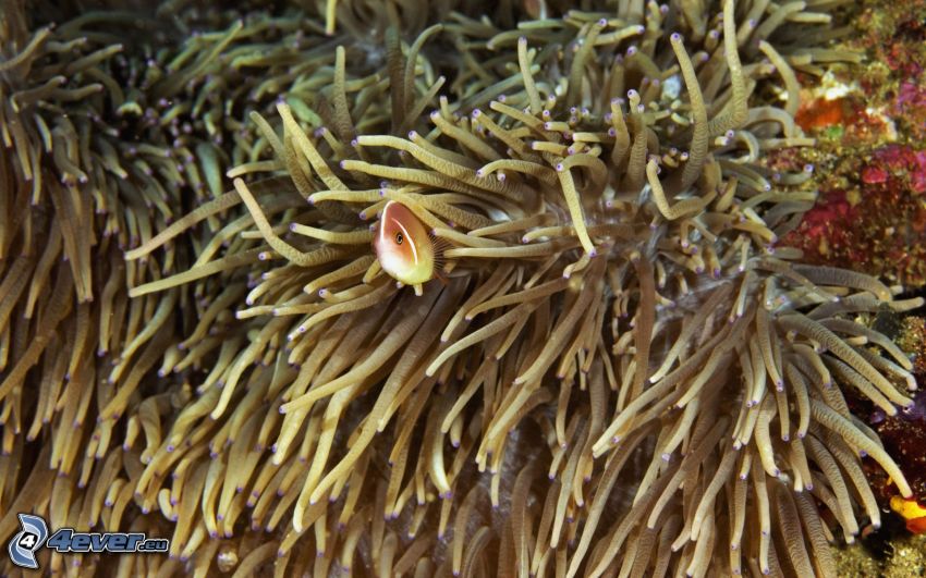 Korallenfisch, Seeanemonen