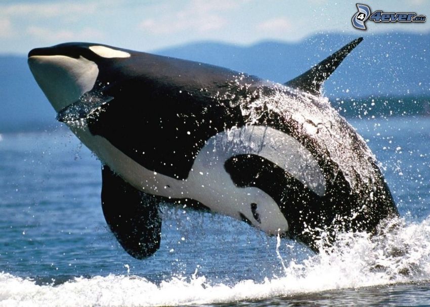 orca, Sprung, Wasser