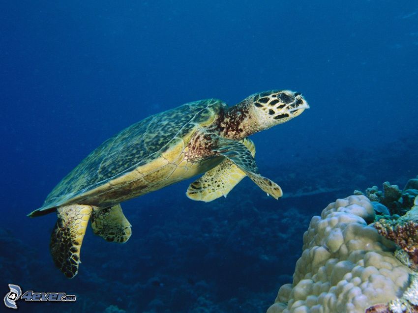 Schildkröte, Meer, Korallen