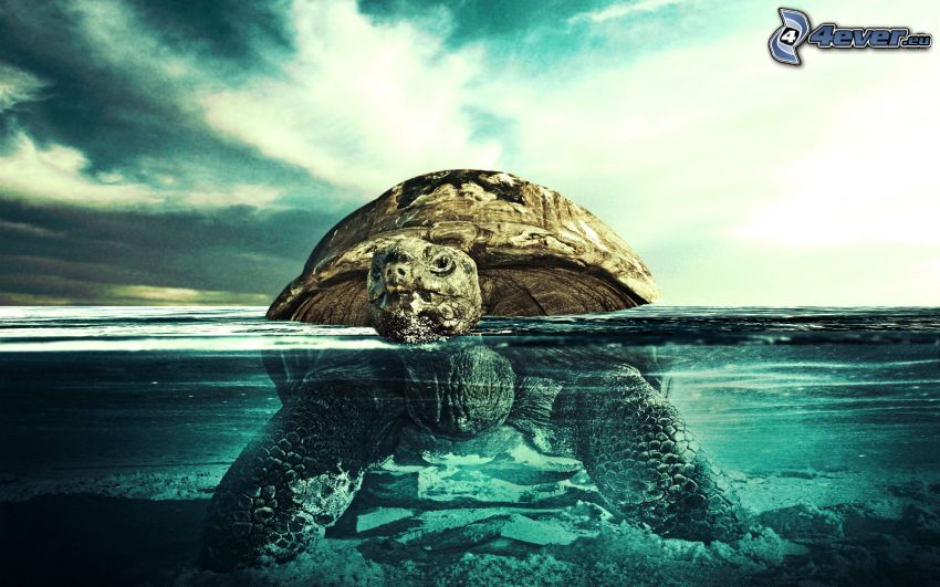 Schildkröte, Meer