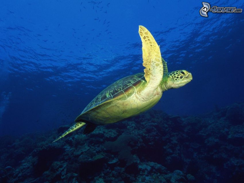 Schildkröte, Meeresboden, Wasser