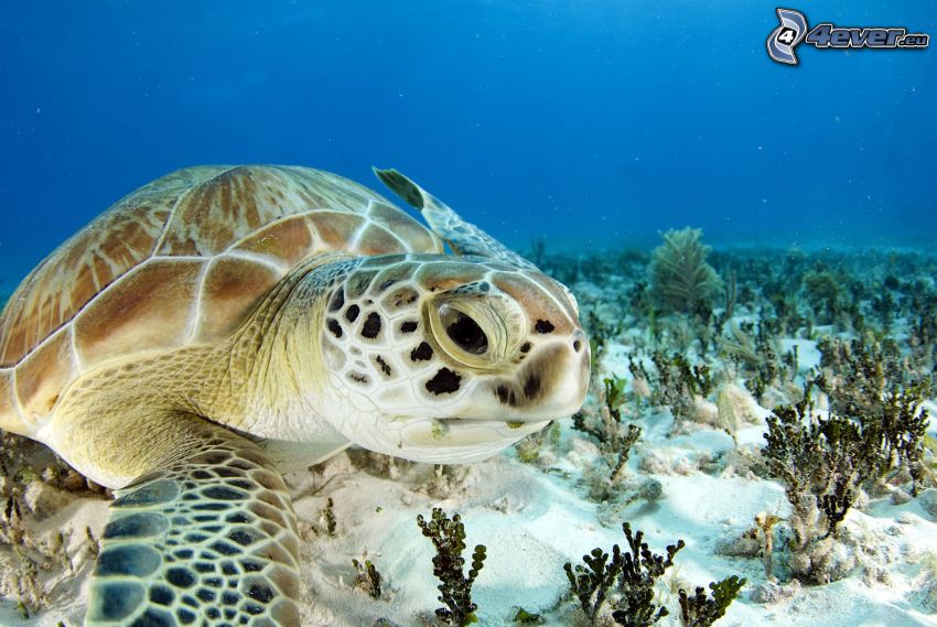 Schildkröte, Meeresboden