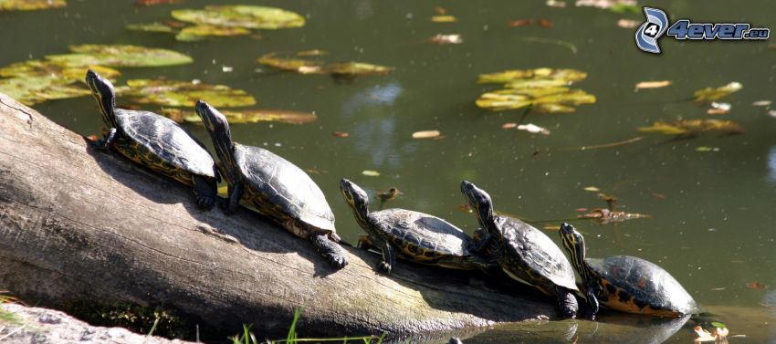 Schildkröten, Stumpf, Teich