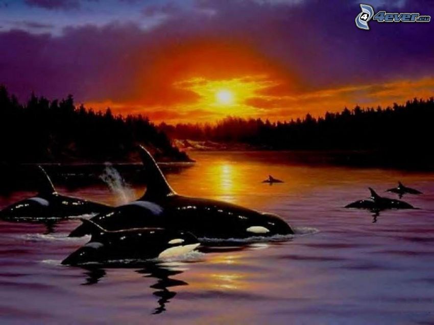 Schwertwale, Wale, Sonnenuntergang hinter dem Wald, Silhouette eines Waldes