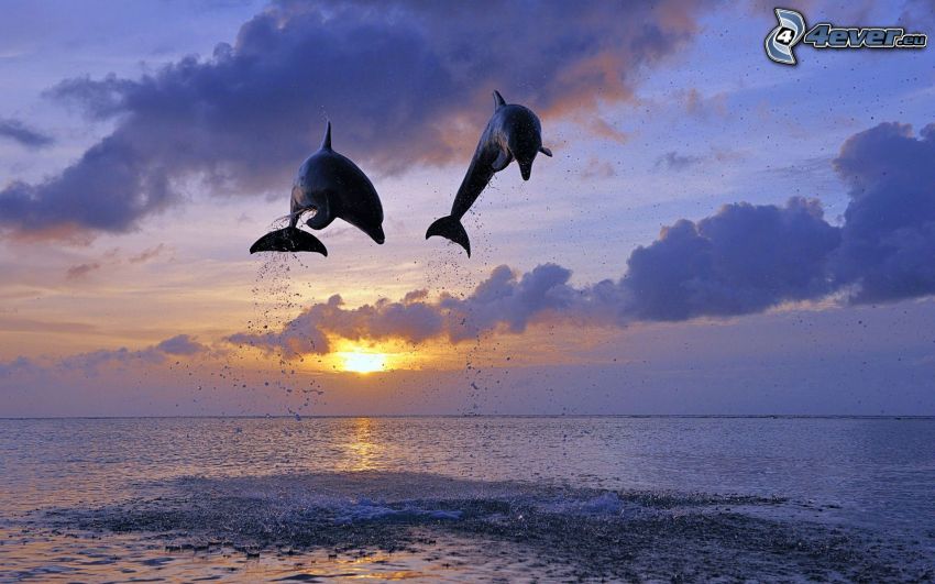 Springende Delphinen, Sonnenuntergang
