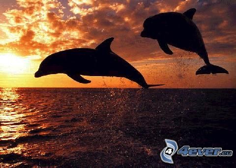 Springende Delphinen