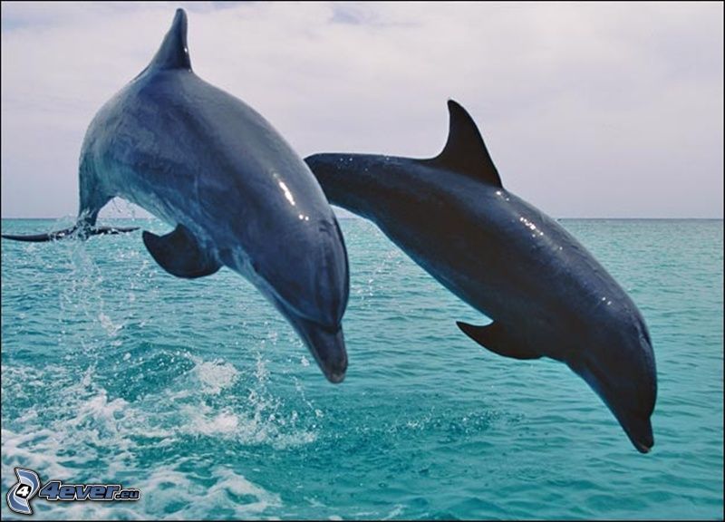Springende Delphinen