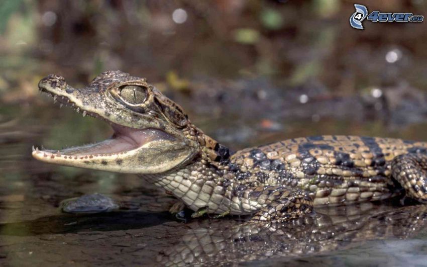 Alligator, Jungtier, Wasser
