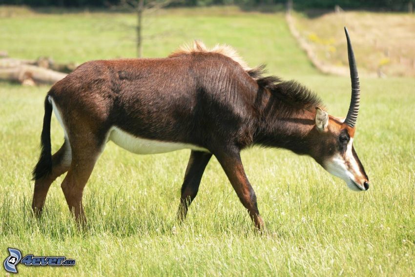 Antelope, Wiese