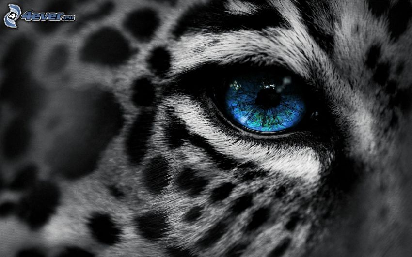 Auge des Tigers