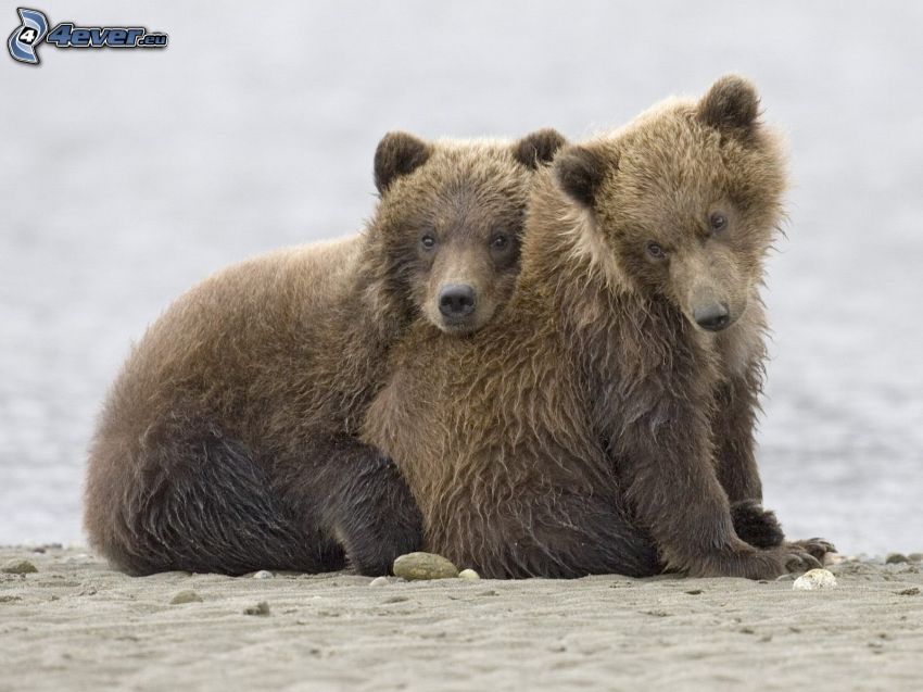 Bären, Jungtiere
