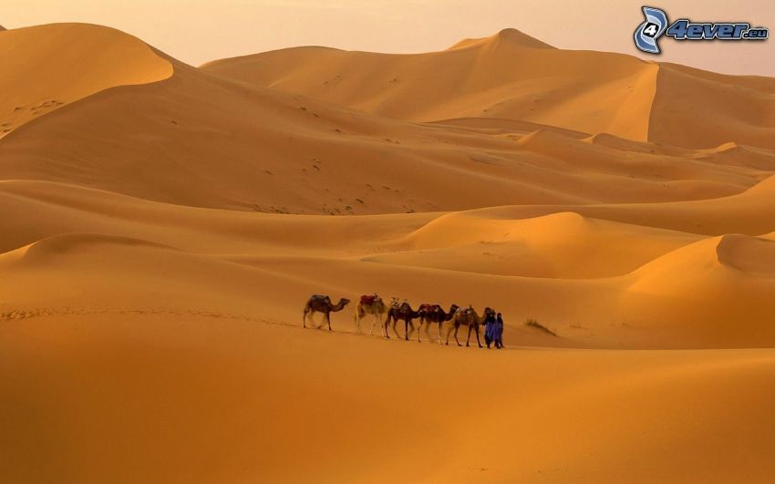 Beduinen, Kamele, Wüste